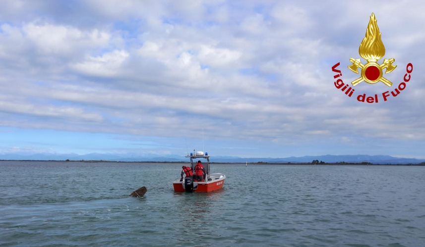 Immagine per Enorme tronco nella laguna di Grado, rimosso dai vigili del fuoco